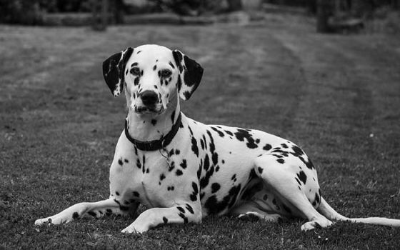 Diet and Supplements for Dalmatian Dogs