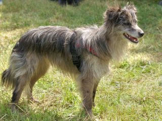 Information on the Extinct Welsh Hillman Dog Breed