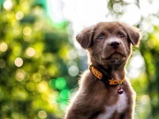 Top Locations for Dog Boarding Services in the US and Their Pricing Structure