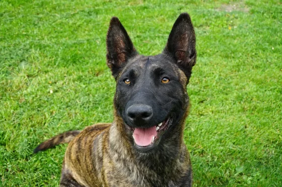 Training Dutch Shepherds