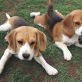 Training Methods for English Foxhounds