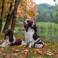 Balanced Diets for English Springer Spaniels