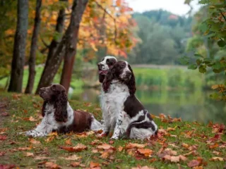 Balanced Diets for English Springer Spaniels