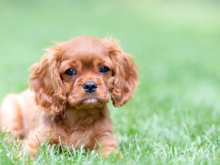 Cashews for Dogs: Can They Enjoy This Nutty Treat?