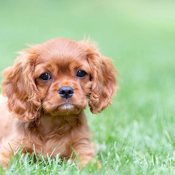 Cashews for Dogs: Can They Enjoy This Nutty Treat?