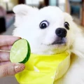Citrus Delights for Dogs: Unraveling the Benefits and Effects of Feeding Limes to Canines