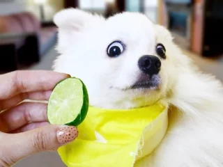 Citrus Delights for Dogs: Unraveling the Benefits and Effects of Feeding Limes to Canines