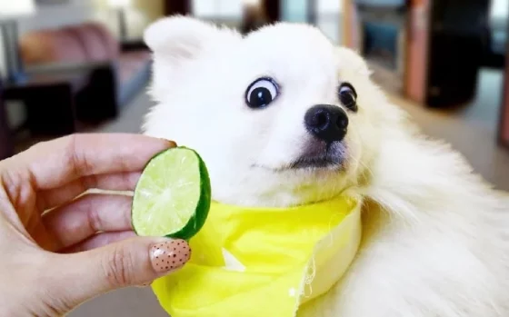 Citrus Delights for Dogs: Unraveling the Benefits and Effects of Feeding Limes to Canines