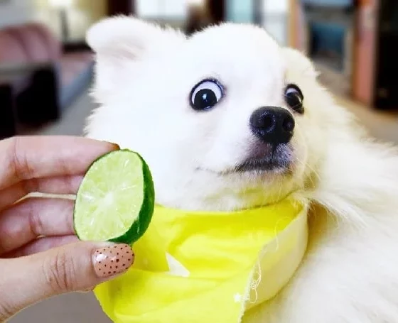Citrus Delights for Dogs: Unraveling the Benefits and Effects of Feeding Limes to Canines