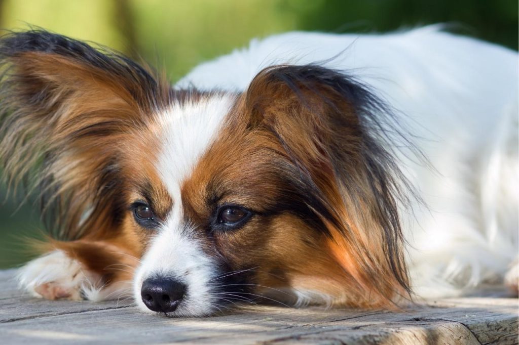 Diet and Supplements for Coton de Tulear Dogs