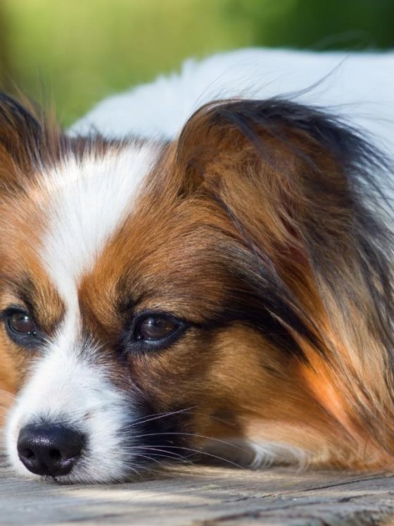 Diet and Supplements for Coton de Tulear Dogs