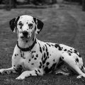 Diet and Supplements for Dalmatian Dogs