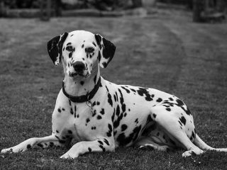 Diet and Supplements for Dalmatian Dogs