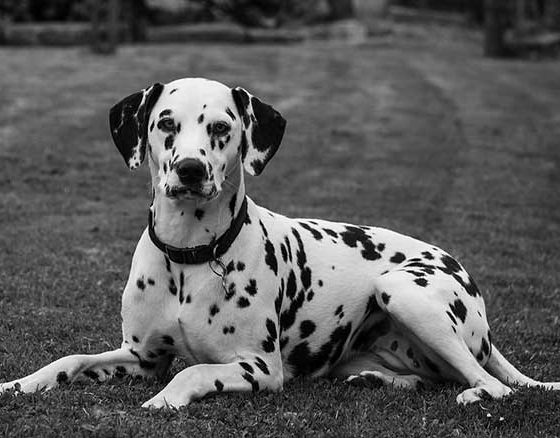 Diet and Supplements for Dalmatian Dogs