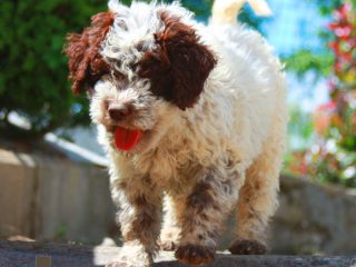 Dietary Considerations for Lagotto Romagnolo Dogs