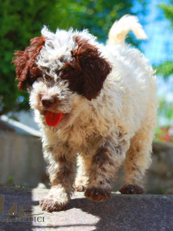 Dietary Considerations for Lagotto Romagnolo Dogs