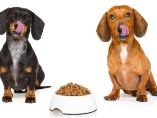 Dietary Needs of Dachshund Dogs