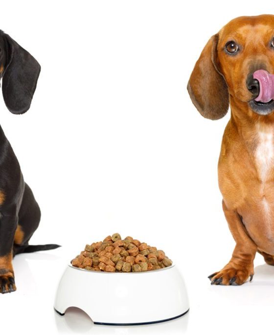 Dietary Needs of Dachshund Dogs
