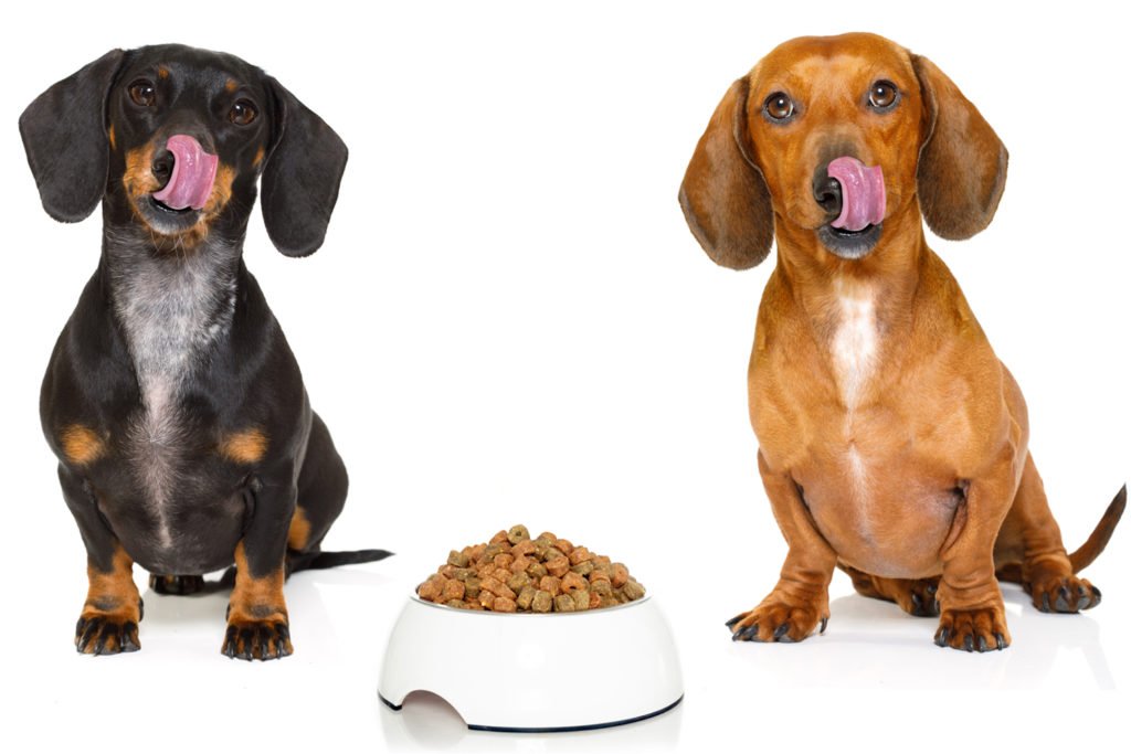 Dietary Needs of Dachshund Dogs