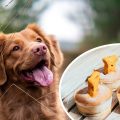 Canine Autism