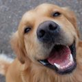 How can I determine if my puppy is in good health?