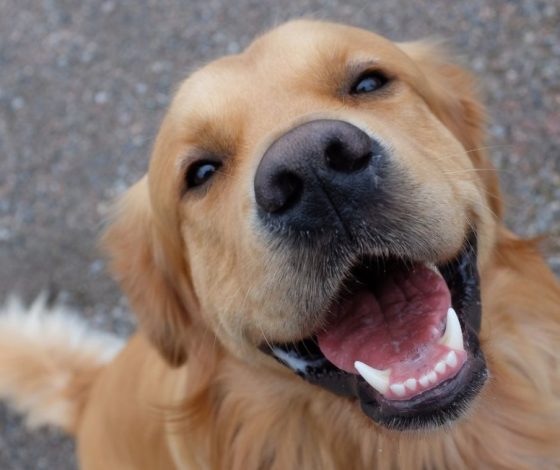 How can I determine if my puppy is in good health?