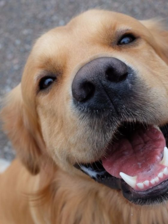 How can I determine if my puppy is in good health?