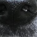 Canine Nose: Wet and Dry Conditions