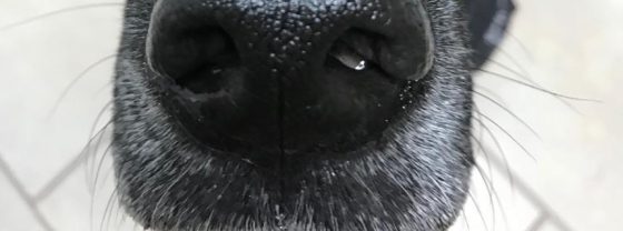 Canine Nose: Wet and Dry Conditions