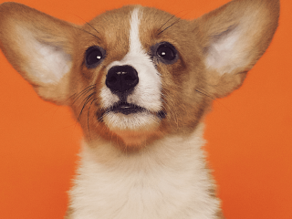 Evidence-Based Dog Training Methods