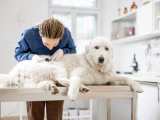 Expenses Involved in Skin Tag Removal for Dogs: Methods and Potential Side Effects