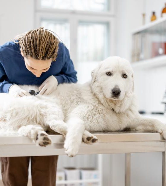 Expenses Involved in Skin Tag Removal for Dogs: Methods and Potential Side Effects