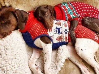 The German Pointeraner Dog Breed