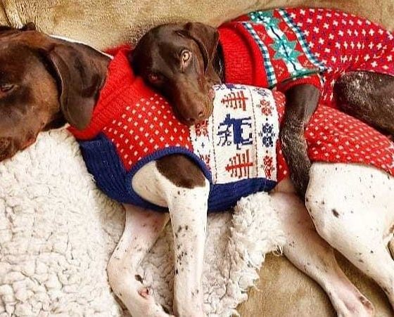 The German Pointeraner Dog Breed