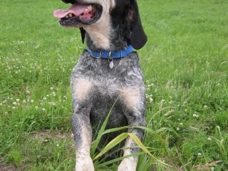 The Grand Bleu de Gascogne Dog Breed