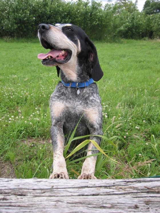 The Grand Bleu de Gascogne Dog Breed