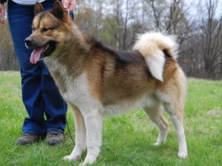 Information about the Greenland Dog Breed