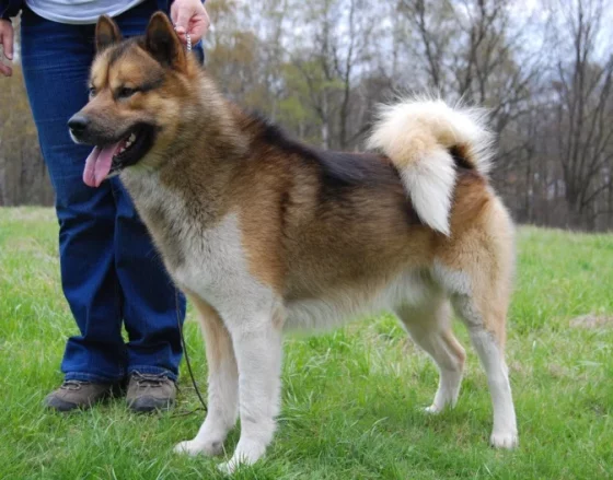 Information about the Greenland Dog Breed