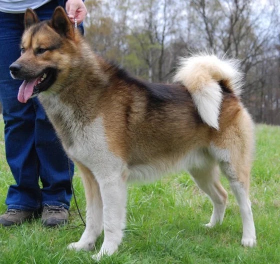 Information about the Greenland Dog Breed