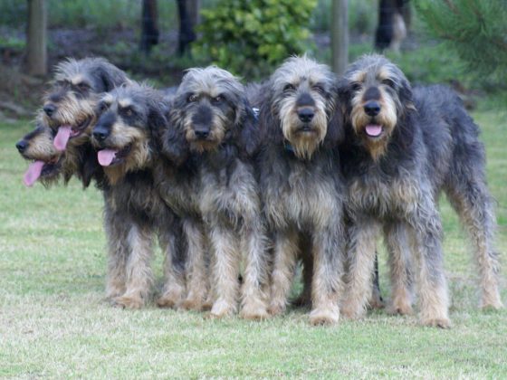 Information about the Griffon Nivernais Dog Breed