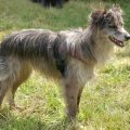 Information on the Extinct Welsh Hillman Dog Breed