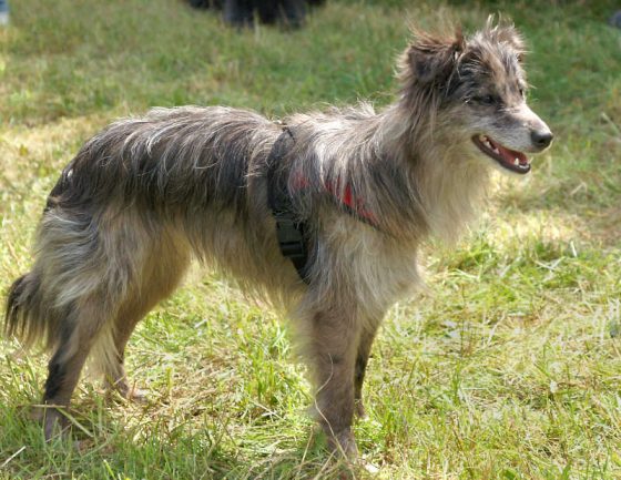 Information on the Extinct Welsh Hillman Dog Breed