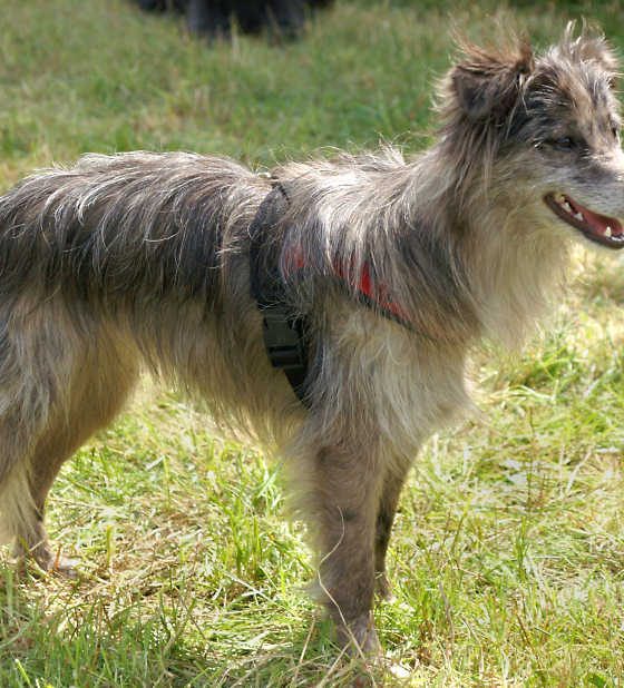 Information on the Extinct Welsh Hillman Dog Breed