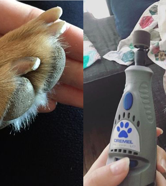 Key Lessons from User Experiences with the Pedipaws Product