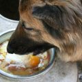 Nourishing Diets for Dutch Shepherds