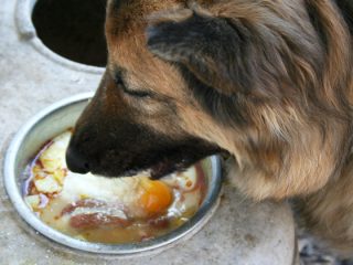 Nourishing Diets for Dutch Shepherds