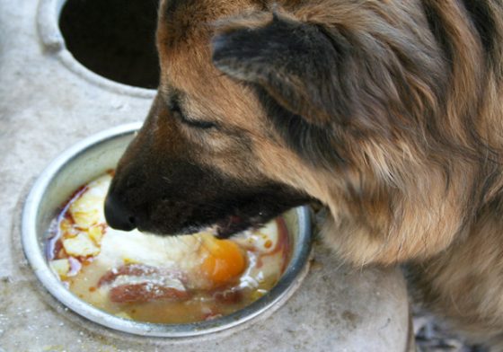 Nourishing Diets for Dutch Shepherds