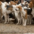 Nutritional Needs of English Foxhounds