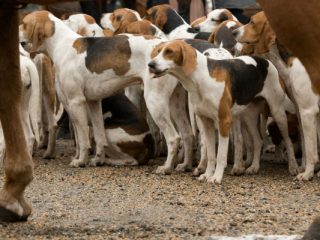 Nutritional Needs of English Foxhounds