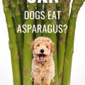 Nutritious Spears for Canines: Unveiling the Benefits and Effects of Feeding Asparagus to Dogs